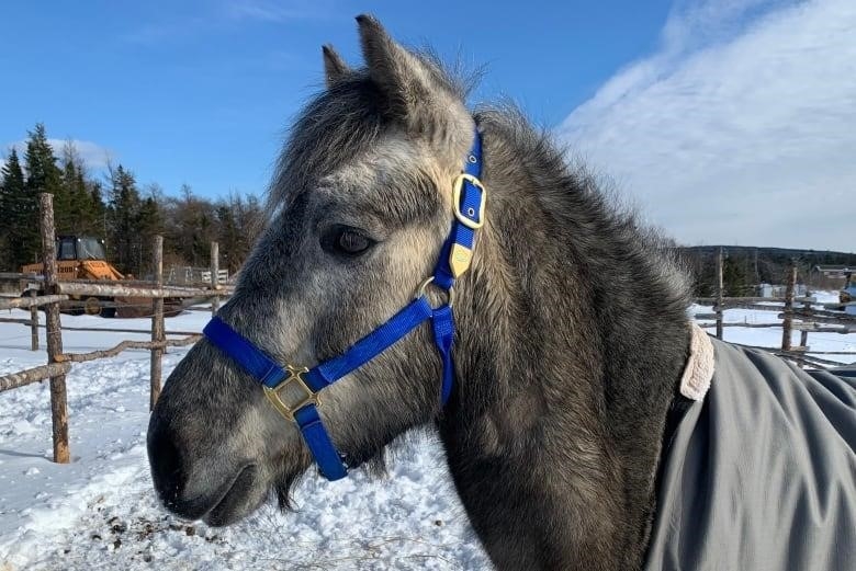 A grey pony is wearing a bright blue harness and grey blanket outside in a snowy field.