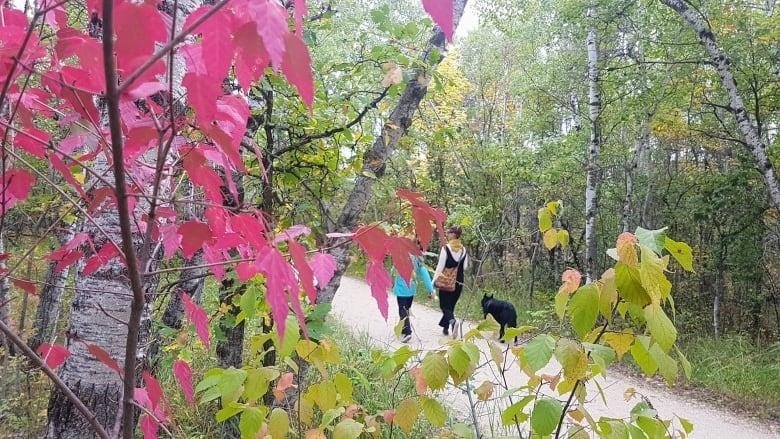 Red leaves are in the foreground and people walk on a path in the background.