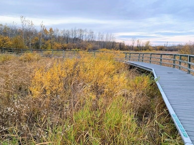 A wooden platform winds through tall grasses and trees coloured gold from the fall.