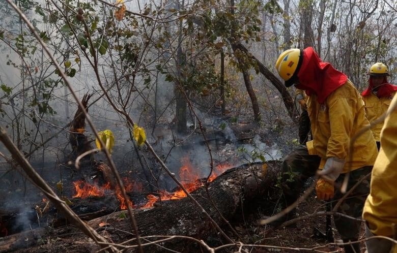 A firefighter in a yellow jacket walks through the woods near some flaming underbrush.