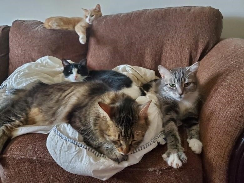 Four cats lounge on a couch.