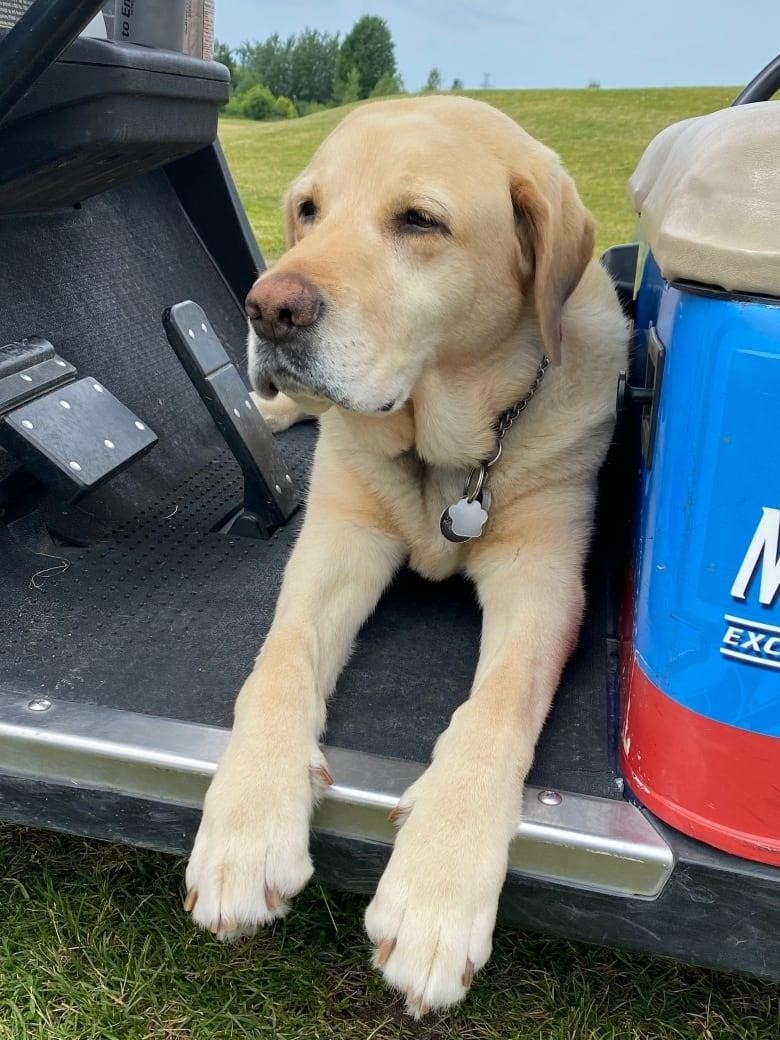 A dog on a golf cart.