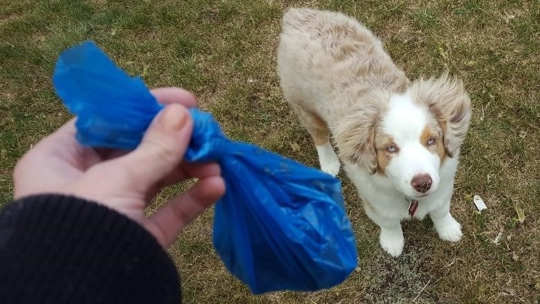 The city of Ottawa is considering allowing dog owners to deposit plastic bags and dog poop into green composting bins.