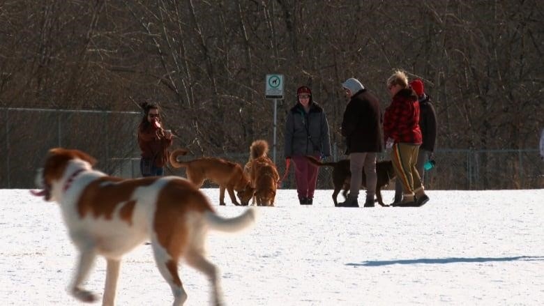 Dogs run around in a Northwest Calgary off-leash park. 