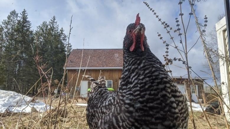 A chicken looks at the camera in a backyard in Pembroke, Ont.