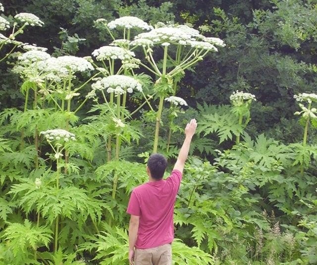 The sap from highly toxic hogweed causes severe blistering, large welts and burns and in extreme cases, temporary blindness.