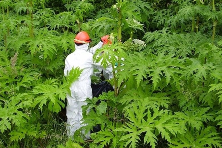 The Invasive Species Council of B.C. says hogweed should be removed from properties where people are growing it as an ornamental plant and done so by professionals.