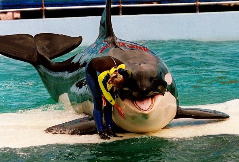 A photo of Lolita and her trainer at the Miami Seaquarium.