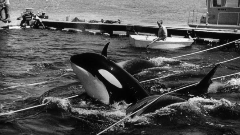 A photo of Lolita in 1970 after she has been caught.