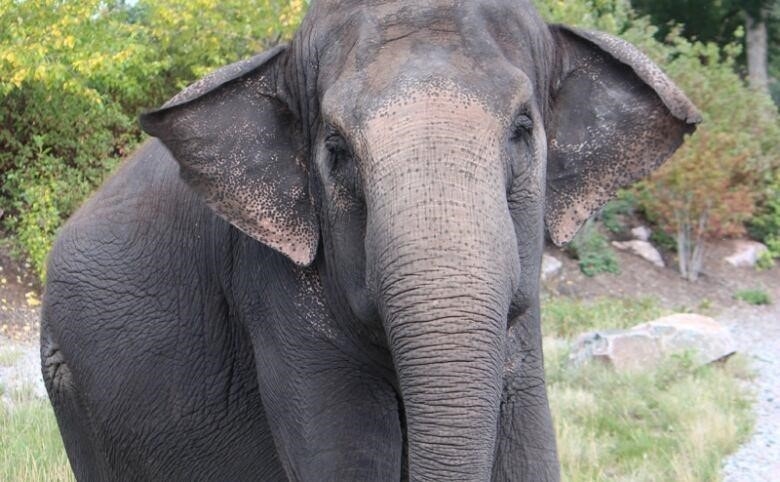 An elephant walks on grass with one person walking behind her and another walking ahead.