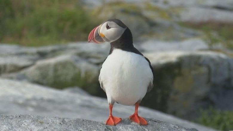 An Atlantic puffin stands on a grey rock in summertime.