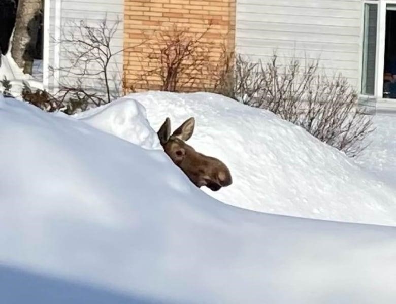 A moose head pokes out behind a snow bank.