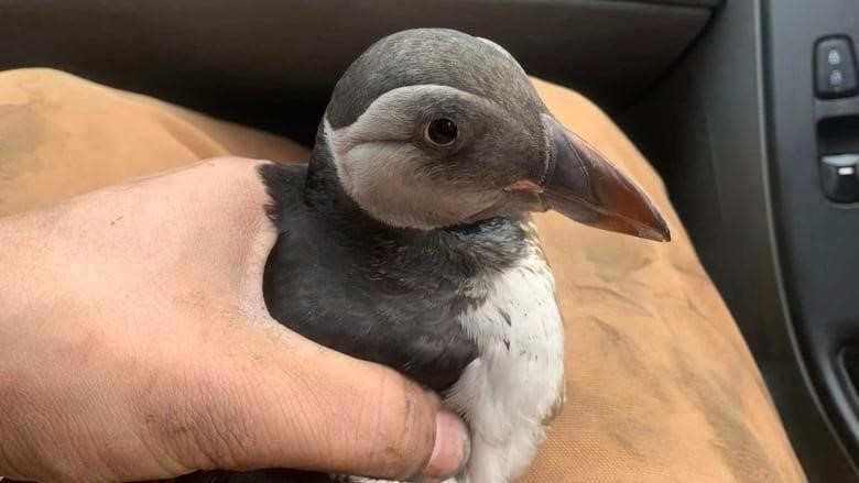 A drab looking Atlantic puffin sits on a lap in the passenger seat of a car.