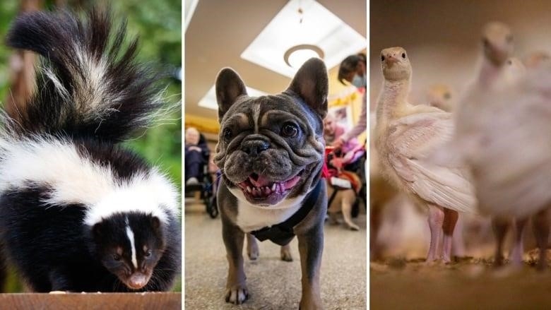 A composite image of a skunk, a small dog in a therapy home, and turkeys at a farm.