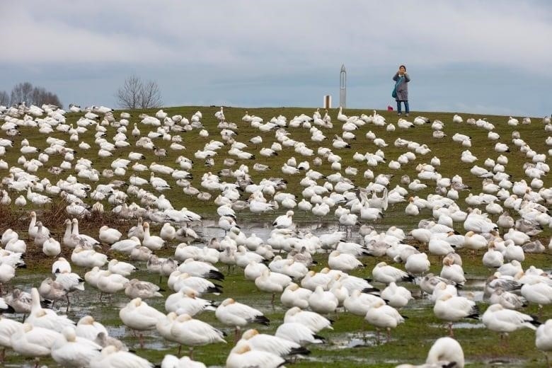 Hundreds of white-feathered birds gather on a grassy hill, with a person atop the hill taking a picture with their phone.