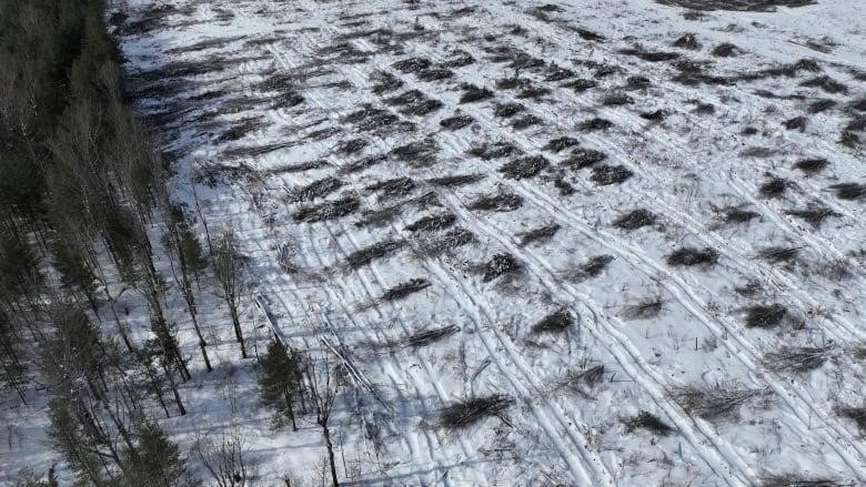 A photo of dozens of clumps of trees cut down at future Tewin suburb