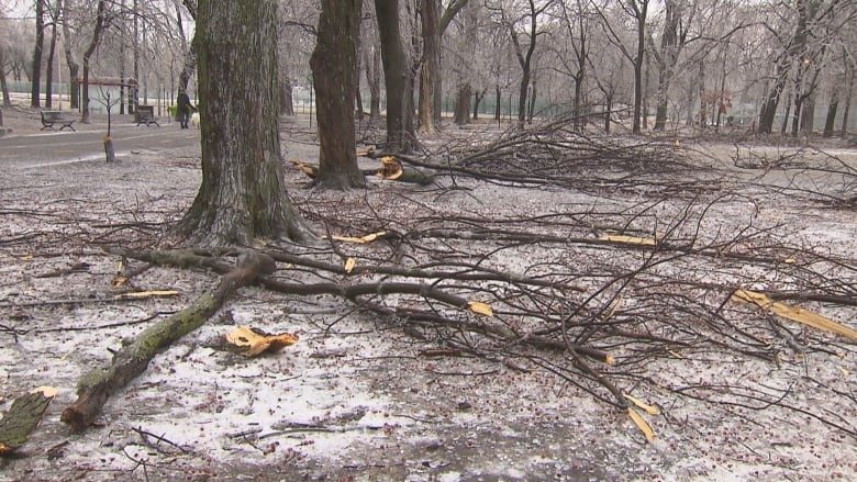 fallen tree branches in a park