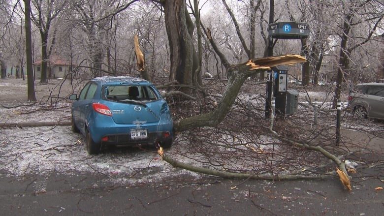 broken tree branches at parc lafontaine's parking lot