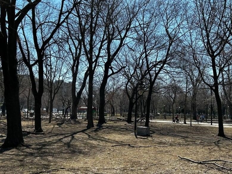 a wide shot of lafontaine park