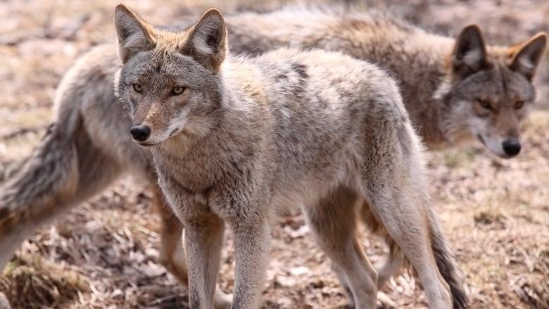 A closeup of two coyotes, one in front of the other, in an outdoor area with matted grass and dead leaves on the ground.