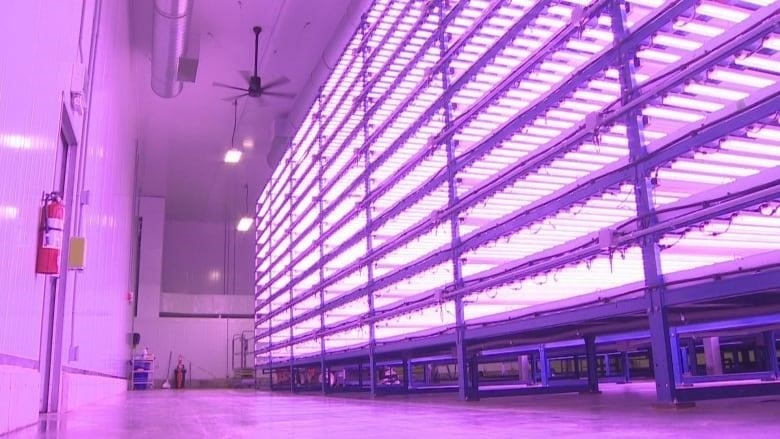 Shelves lit up under purple lights.