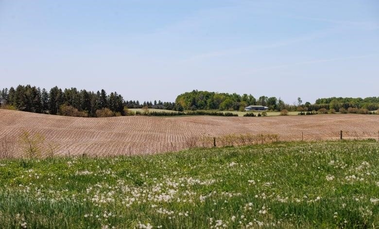 A field of hay in the foreground with a newly-planted field in the background on a sunny clear-sky day. 