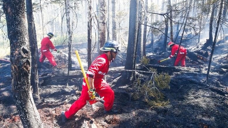 Three firefighters in the burnt out woods.