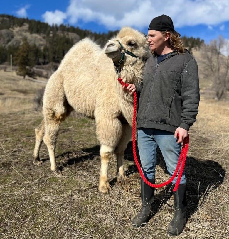 A man with a baseball cap and long curly hair stands next to a fluffy white camel in an arid field.