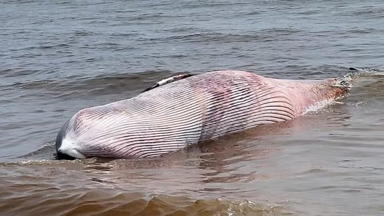 The light, underside of a dark whale washed up on shore.