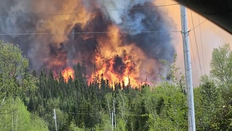 Fire burns through trees.