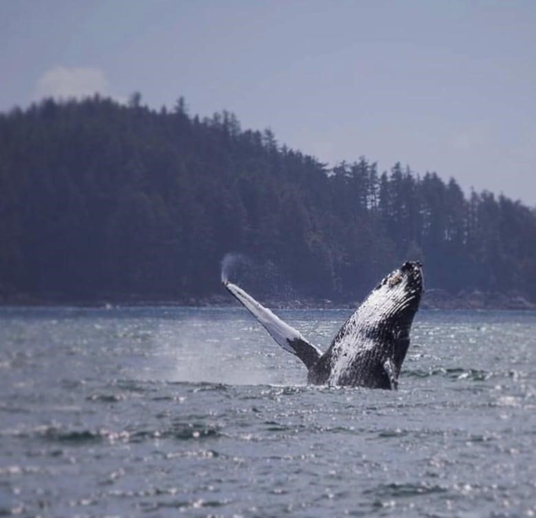 A humpback whale comes up above the water, splashing seasparay everywhere.