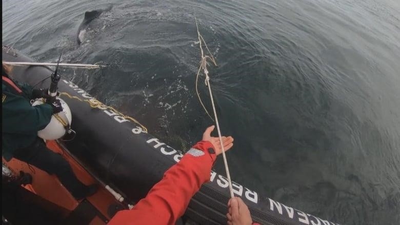 A chest-mounted camera feed shows a pair of rescuers using ropes to remove fishing gear from a humpback whale in water.