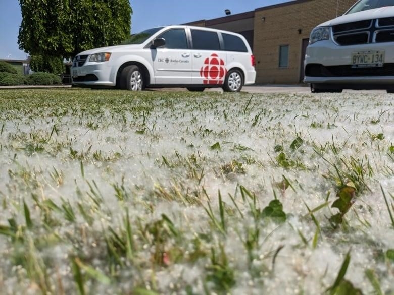 Grass covered in white fluff with two CBC vans in the background.