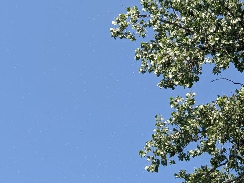 Blue sky with green tree leaves and white, snow-like fluff