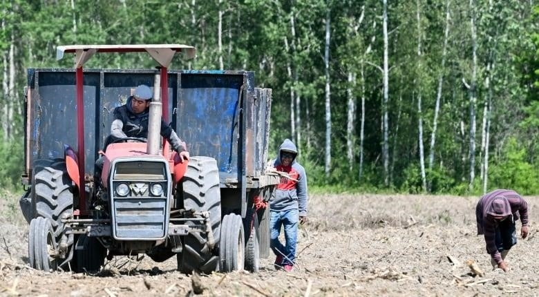 Farm workers clear a field.