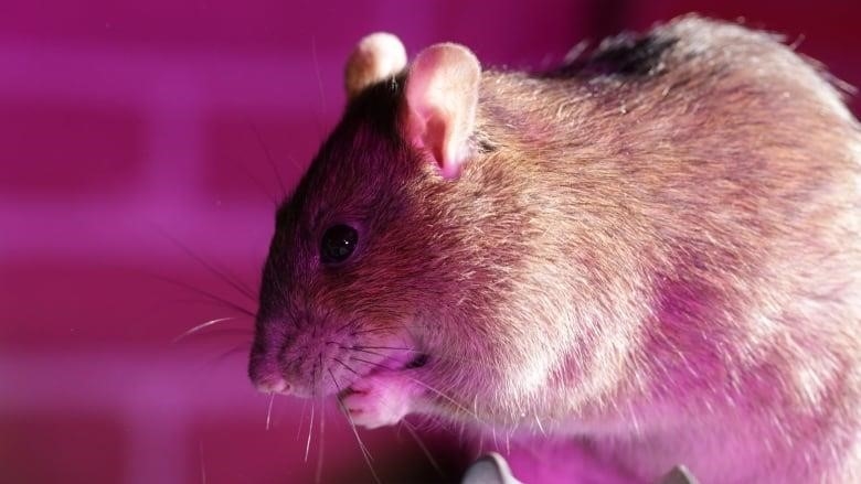A close-up profile of a brown rat. 