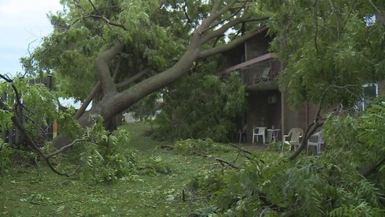 A large tree falls into Augustine Villas, a retirement home in Kingsville, Ont. July 26, 2023.