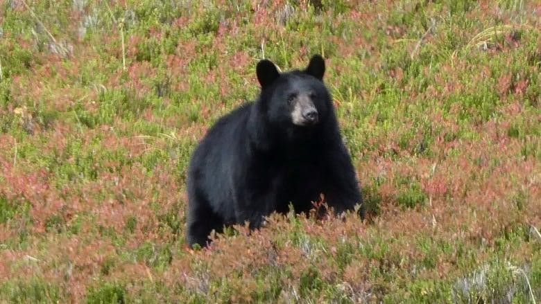A black bear is pictured in a grassy field.