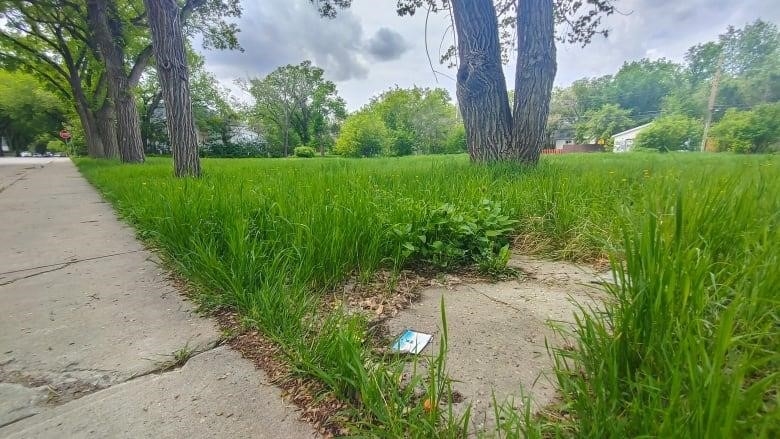 A grassy field with several tall, old trees sits under a clouded sky. A sidewalk runs parallel to the field. The is a short stone walkway that leads to nowhere.