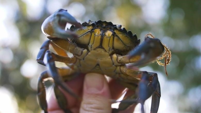 A European green crab is shown, with pincers open and seaweed on top of its shell.
