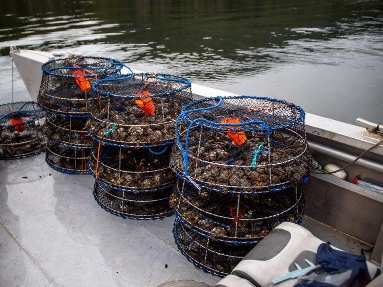 Traps full of small European green crabs rest on a boat.