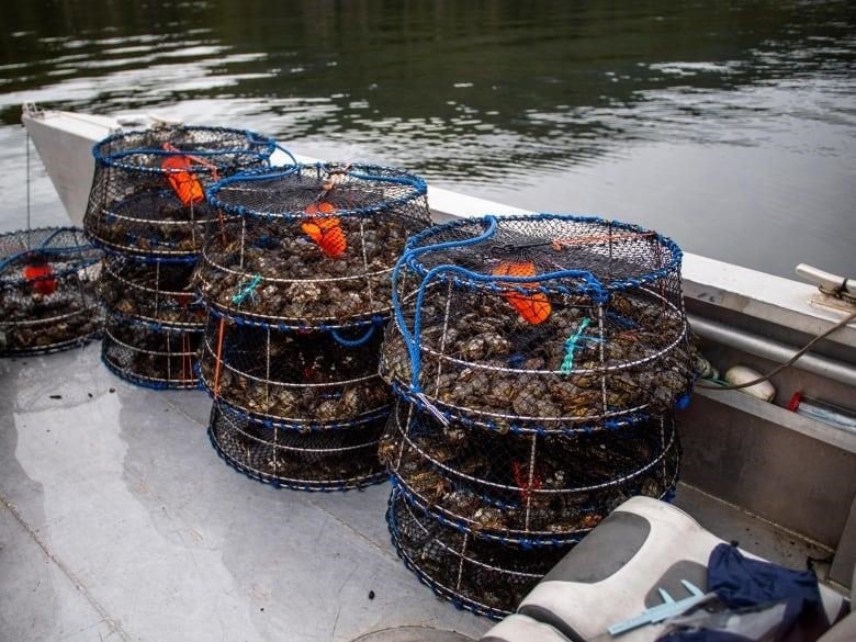 European green crabs are shown.