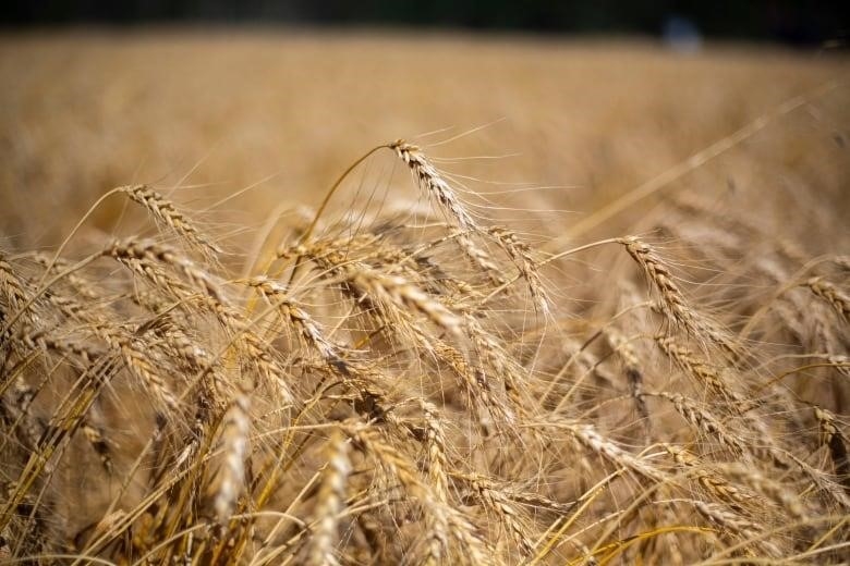 A field of wheat.