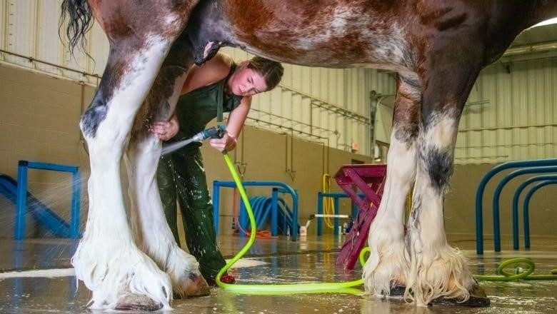 A woman braids a horses mane.