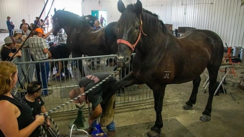 A horse is cleaned and haltered by a group of people.