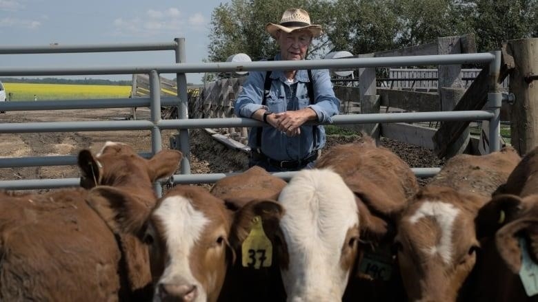 Older man in denim shirt and straw cowboy hat stands in front of a pen of cattle.
