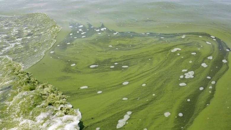 In this Aug. 3, 2014, file photo, an algae bloom covers Lake Erie near the City of Toledo water intake crib off the shore of Curtice, Ohio.