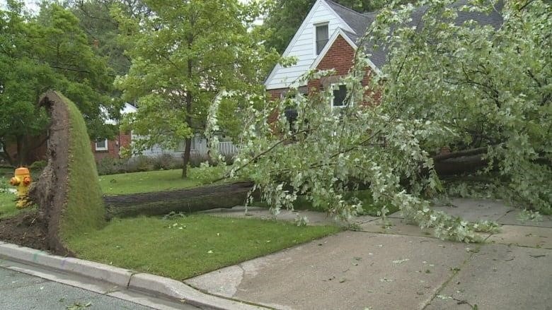 Tree uprooted in Kingsville, Ont., following a July 26, 2023 storm.