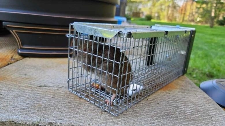 A rat caught in a wire trap