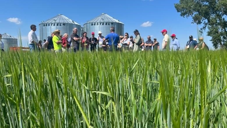 Although Alberta’s total farm real estate value increased by nearly $21 billion from 2020 to 2022, Ontario has surpassed Alberta for the most valuable farming real estate in Canada.